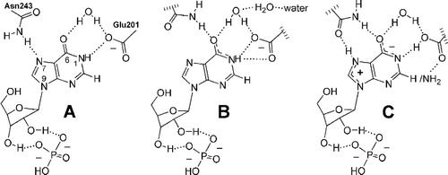 Figure 5 Enzyme-bound state of inosine (/guanosine) just prior to the TS. A. As proposed by Mao et al. [Citation31]. B. As proposed by Fedorov et al. [Citation32]. C. As proposed here.