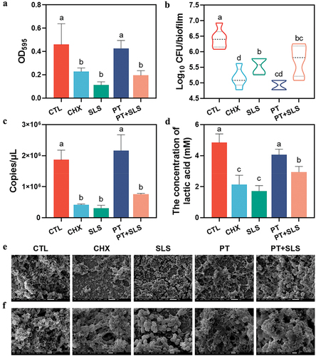 Figure 3. The effect of postbiotic toothpaste and SLS on the developing biofilms. (a) The biomass of developing biofilms after different treatments as measured by crystal violet staining. (b) Colony forming unit (CFU) counts of the developing biofilms (statistics are log-transformed). (c) The quantitative analysis of developing biofilms by qPCR in different treatments. (d) Lactic acid concentrations of the developing biofilms. (e) Microstructure of the biofilms as observed by scanning electron microscopy (SEM) at 3,000× magnification. Scale bar, 5 μm. (f) Representative SEM images of the biofilms at 10,000× magnification. Scale bar, 1 μm.