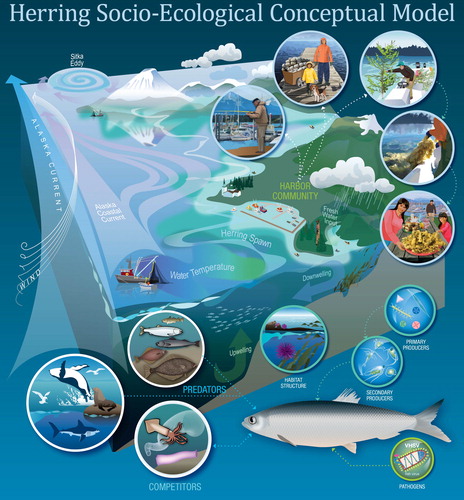 Figure 4. Conceptual model of the herring fishery in the Sitka Sound Marine Ecosystem. NOAA scientists and Sitka community members identified key components within and linkages among environmental, biological, and social components of the herring fishery within the community of Sitka, Alaska. Credit: Alaska Fisheries Science Center/Rebecca White.