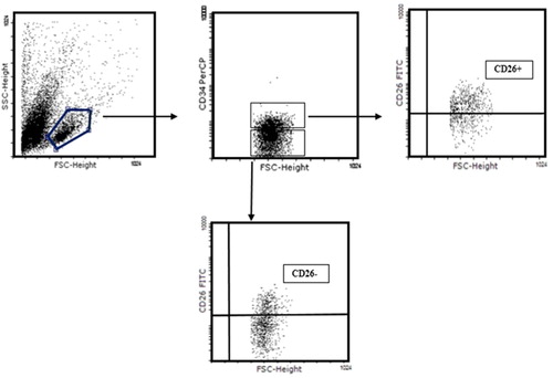 Figure 4. Representative FACS profile of 105 cultured cord blood mononuclear cells in identical time points. CD34+ CD26+ and CD34+CD26− evaluated by gating on lymphoid population in FSC versus SSC.