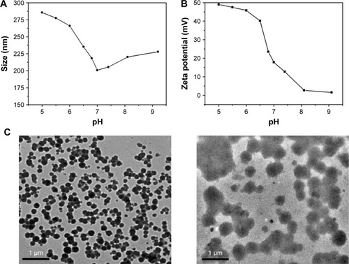 Figure 6 Particle size (A) and zeta potential (B) of polymeric micelles dependent on pH values. Typical TEM images (C) of micelles in different solutions with pH 7.4 (left) and 5.0 (right).Abbreviation: TEM, transmission electron microscopy.