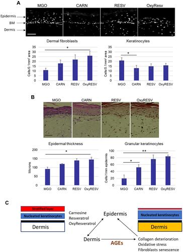 Figure 6 Topical applications of Carnosine, Resveratrol and OxyResveratrol in skin models improve the kinetics of epidermalization induced by glycation. (A) Skin models were treated with MGO and topically applied Carnosine, Resveratrol, and OxyResveratrol, and cell densities were quantified in the area of the upper dermis and the epidermis. Scale bars are 100 μm, (B) Epidermal thickness and the relative numbers of granular keratinocytes quantified from H&E- stained images of MGO-control and compounds-treated models. Scale bars are 50 μm; p-values are *<0.05, **< 0.01, n=3. (C) Schematic model summarizing the effect of MGO and the compounds on the dermis and epidermis in a 3D skin model.
