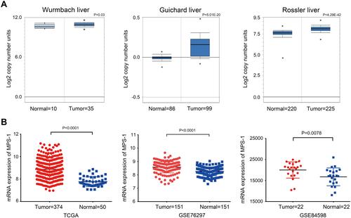 Figure 1 Expression of MPS-1 in HCC databases. (A) Analysis of HCC datasets in the Oncomine database to assess the expression of MPS-1. The data are presented with box plots. Fold change, *P value (determined by Student’s t-test). (B) Analysis of the expression of MPS-1 in TCGA, GSE76297 and GSE84598 datasets.