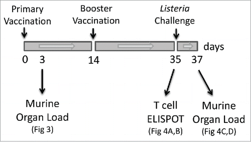 Figure 2. Overview of the vaccination study. Balb/c mice received an initial primary vaccination via the i.p. route with live wild-type bacteria (3 × 104 CFU) or attenuated vaccine strains (Tnlmo0598 or Tnlmo2566) (1 × 106 CFU) at time 0. Mice received a vaccination booster on day 14 with the same vaccination doses. Sham inoculated control mice received sterile PBS. A subgroup of mice received a challenge dose of wild type (EGDe) bacteria at day 35. Subgroups of mice were analyzed at day 3 to determine the organ load of the initial vaccination dose and at day 35 for efficacy in generating T cells (by ELISPOT). Protection from secondary infection by L. monocytogenes was determined on day 37 in mice challenged with wild-type bacteria.