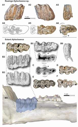 Figure 3. The right lower third molar fragment KNM-RU 49738 from Rusinga Island (A) and comparative lower third molars of extant Hylochoerus (B and D-F) and Sus scrofa (C). The fossil tooth in A1) buccal, A2) lingual, A3) distal, and A6) apical views, and A4-5) reconstruction of the missing mesial portion in occlusal views. Occlusal views of B1) ZMB 39651, D) ZMB 83342, E) ZMB 39652, and F) ZMB 39653. Right hemimandible of ZMB 39651 in lateral view (B4), with the lower third molar enamel extracted from micro-CT scans in B2) buccal, B3) lingual, B5) occlusal, and B6) distal views. Coronal cross-section at the level of the cervix in B7) ZMB 39651 and C) Sus scrofa.