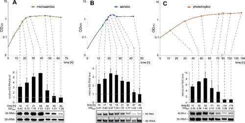 Figure 2. Growth phase-dependent levels of 6S RNA in R. sphaeroides. Growth curves of R. sphaeroides 2.4.1 cultivated under (A) microaerobic, (B) aerobic and (C) phototrophic conditions are shown at the top. The optical density (OD) was measured at 660 nm (log scale). Colored circles, indicating the time points of sample withdrawal for total RNA extraction, are correlated by dashed lines with the corresponding Northern blot lanes in the bottom panels. 6S RNA signal intensities were quantified by the Quantity One Software (Bio-Rad) and normalized to the corresponding 5S rRNA signal intensities. Mean values of normalized 6S RNA intensities were derived from 3 or more independent experiments, with the exception of 18, 27 and 42 h in panel B, which were based on 2 experiments only. The mean values of normalized 6S RNA intensities were finally normalized to the mean value of the sample with the lowest 6S RNA level, which was set to 1, yielding the plotted values of “relative 6S RNA level." Error bars indicate standard deviations. The shown Northern blots are representative example experiments.