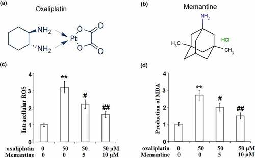 Figure 1. Memantine mitigated oxaliplatin-induced oxidative stress in human SHSY-5Y neuronal cells. Cells were treated with oxaliplatin at 50 μM and Memantine at 5 and 10 µM for 24 hours. (a). The molecular structure of oxaliplatin; (b). The molecular structure of Memantine. (c). Intracellular ROS, the representative images of each condition was illustrated in the upper panel, the quantitative plot was shown in the lower panel; (d). Production of MDA (n = 5–6, **, P < 0.01 vs. vehicle group; #, ##, P < 0.05, 0.01 vs. oxaliplatin group).