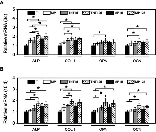 Figure 7 Expression of ALP, COL Ⅰ, OPN and OCN genes in MC3T3-E1 cells on different substrates at 3 d (A) and 10 d (B). Error bars represent mean ± SD for n=6, *p<0.05.