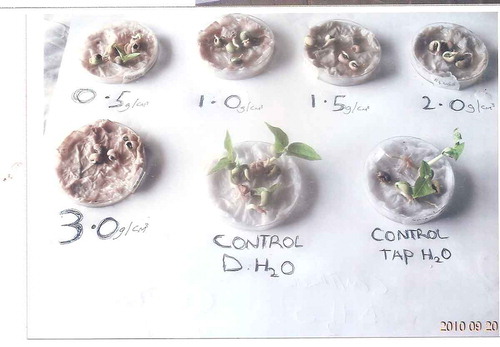 Plate 2. Germination of beans using seed extract after 6 days