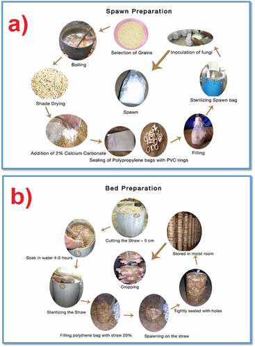 Figure 1. (a) Preparation of spawn and (b) preparation of bed for the cultivation and production of edible mushrooms