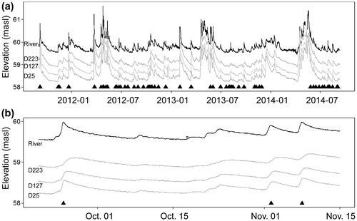 Figure 2. Time series for (a) river stage and groundwater levels at three locations in the floodplain for the entire sampling period; (b) river stage and groundwater levels at three locations in the floodplain for a 2-month period – three selected flood events are indicated using black triangles. Selected flood events for the cross-correlation analysis are indicated using a black triangle at the time of the peak flow. The water level in the river is at a higher elevation than the water table elevation measured within the study site because the river gauge is located slightly upstream from the site. masl: metres above sea level.