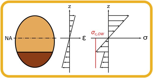 Figure 5. Stress and strain profiles in beam bending of a branch with 25% CW.