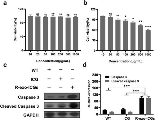 Figure 3. Effect of R-exo-ICGs in killing U-87 MG cells in vitro. The cell viability percent of different concentrations of R-exo-ICGs on U-87 MG cells without (a) or with Laser irradiation (b), n = 6. Western blot data (c) and statistics (d) of caspase 3 and cleaved caspase 3. n = 3. Data were expressed as means ± SD, Statistical analysis was performed using a one-way ANOVA test, with ***p < 0.001, **p < 0.01, and *p < 0.05.