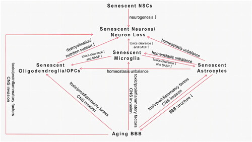 Figure 1. Interaction of senescent cells in the CNS.