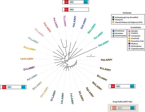 Figure 5. Distribution, phylogenetic relationships and structural organization of LARP7 in eukaryotes. Full-length LARP7 proteins from the different eukaryotic lineages were aligned and used to construct the phylogenetic tree. The Fungi LARP7-related (Pof8) proteins were not used for the phylogenetic analysis since their homology with other LARP7 is limited to the short RRM2 region. Fungi LARP7-like La motif and RRM1 were only inferred from secondary structure predictions and are represented by La* and RRM1* in the corresponding cartoon. Statistical supports of key nodes calculated with the approximate likelihood-ratio test are indicated. Scale bar indicates length of 1 substitution/site. For a description of species and protein sequences used, see Supplemental Table 1. Boxes on the right define how the different lineages were colour-coded. Positions of the different conserved regions (on the Human LARP7 sequence (NP_056269)) are the following: La (40–111), RRM1 (124–199), RRM2 (450–558)