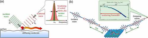 Figure 9. (a) Illustration of the linewidth broadening due to scattering of a plane wave from a moving molecule. The frequency of the incident wave changes upon scattering from the moving molecule (water), in analogy to the Doppler effect (exaggerated by the distance between the wavefronts). The wavelength distribution of the scattered waves is broadened () with respect to the nearly monochromatic incident wave with . (b) Movement on a sample surface can be probed by scattering two wavepackets, spread by a time delay . Upon recombination of the two scattered wavepackets a loss in correlation is measured due to a small Doppler broadening when scattering from moving adsorbates. The measured ISF shows an exponential decay in spin polarisation with , from which the decay constant (scattering linewidth) is obtained.