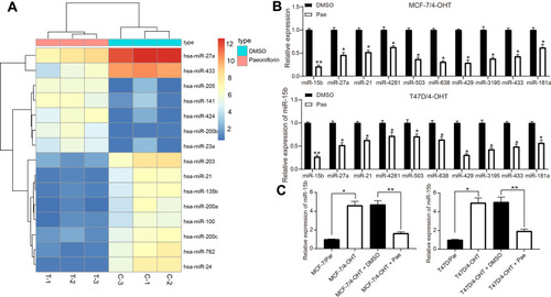 Figure 3 Pae downregulates miR-15b expression in 4-OHT-resistant BC cells. (A) the heatmap of some differentially expressed miRNAs in MCF-7/4-OHT cells; (B) the expression of the top 10 differentially expressed miRNAs in MCF-7/4-OHT cells determined by RT-qPCR; (C) the expression of miR-15b in parental and drug-resistant cells measured by RT-qPCR. Data are displayed in the form of mean ± SD. All experiments were repeated at least three times. In panel (B) two-way ANOVA along with Tukey’s multiple comparison was applied, while in panel (C) one-way ANOVA along with Tukey’s multiple comparison was used. *p < 0.05, **p < 0.01.