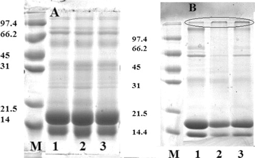 Figure 6. SDS-PAGE pattern of whey proteins in reducing (A) and non-reducing (B) conditions (M: molecular masse marker, kDa; lane 1: untreated whey proteins; lane 2: DIC-treated whey proteins, 0.4 MPa, 25 s; lane 3: DIC-treated whey proteins, 0.6 MPa, 25 s).