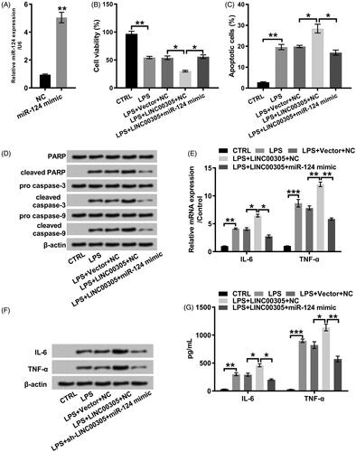 Figure 5. miR-124 down-regulation was required for LINC00305 to involve in inflammatory damages induced by LPS. (A) miR-124 mimic was transfected into ATDC5 cells and qRT-PCR was applied to examine miR-124 level. ATDC5 cells were transfected with LINC00305 and miR-124 mimic or NC and then treated with 5 μg/mL LPS for 12 h. (B) Cell viability and (C) apoptosis was assessed by CCK-8 and Annexin V-FITC/PI combined with a flow cytometry, respectively. (D) Immunoblot assay was conducted for quantification of proteins associated with apoptosis. The expression of inflammatory factors was evaluated by qRT-PCR, Western blot and ELISA at (E) mRNA and (F, G) protein levels. Data was the mean of three independent experiments, each conducted in triplicate, ±SD. *p < .05; **p < .01; ***p < .001. NC: negative control; miR-124: microRNA-124; CTRL: control; LPS: lipopolysaccharide; PARP: poly(ADP-ribose) polymerase; IL-6: interleukin-6; TNF-α: tumor necrosis factor alpha; qRT-PCR: quantitative reverse transcription PCR; CCK-8: cell counting kit-8; FITC/PI: fluorescein isothiocyanate/propidium iodide; ELISA: enzyme-linked immuno sorbent assay.