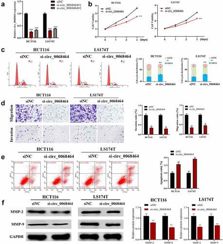 Figure 2. Effects of knockdown of circ_0068464 on malignant phenotype of colorectal cancer cells. (a) The expression of circ_0068464 in the cells in each group was detect using qRT-PCR. For HCT116 or LS174T cells, (b) MTT was utilized to measure proliferation rate; (c-e) flow cytometry was carried out to check the cycle (c) and apoptosis rate (e); (d) transwell was adopted to determine the abilities of migration; (f) Western blot was adopted to check MMP-2 and MMP-9 expression. **P < 0.01 vs. siNC group.