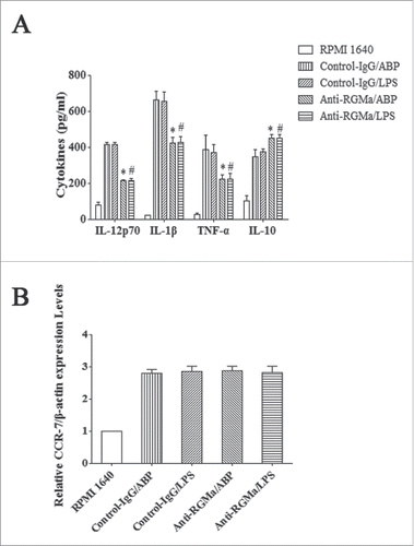 Figure 7. Pro-inflammatory cytokines and CCR7 expression in DCs treated with RGMa-neutralizing antibodies. (A) Cytokine secretion, including IL-12p70, IL-1β, TNF-α, and IL-10, was determined by ELISA after 10 μg/ml antibody treatment for 48 h. (B) Real-time PCR indicated relative CCR-7 mRNA expression in DCs after 10 μg/ml antibody treatment for 48 h. Data were shown as the mean ± SEM of three independent experiments. *P< 0.05 vs. Control-IgG/ABP group.#P < 0.05 vs. Control-IgG/LPS group