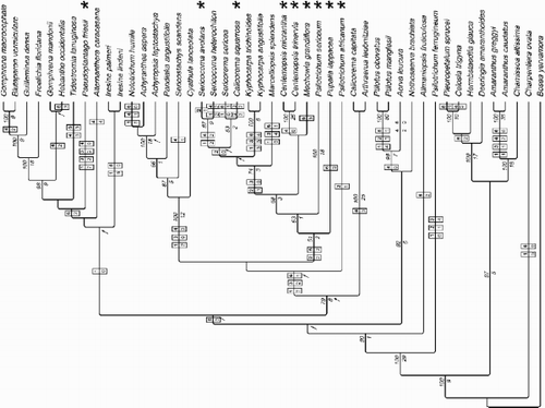 Figure 5. Consensus tree of the Bayesian analysis, showing groups with less than 50% support that are compatible with the groups already included in the 50%‐majority‐ruleconsensus tree. Character state transformations of pollen morphological characters are indicated in boxes (above branch: character number; below branch: character state that is changed to). Numbers in italics above branches are bootstrap percentages; those below branches are Bremer support values from the parsimony analysis. Clades not resolved in the strict consensus tree or 50%‐majority‐ruleconsensus tree of the parsimony bootstrap analysis are marked with an arrow. Terminals that exhibit the complete syndrome of stellate pore ornamentation are marked with an asterisk (i.e., character 1 state 7, character 2 state 2, character 3 state 3).