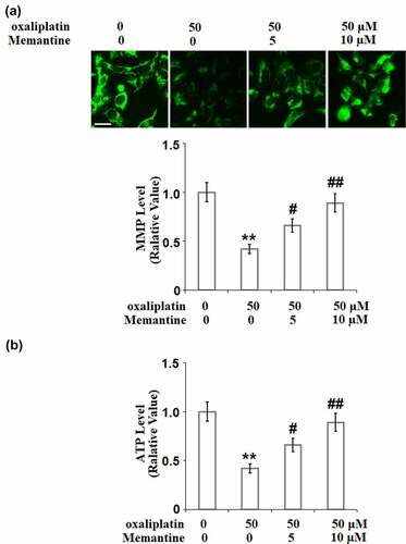 Figure 3. Memantine ameliorated oxaliplatin-induced mitochondrial dysfunction in SHSY-5Y neuronal cells. Cells were treated with oxaliplatin at 50 μM and Memantine at 5 and 10 µM for 24 hours. (a). The change of Mitochondrial membrane potential (ΔΨm), the representative images of each condition was illustrated in the upper panel, the quantitative plot was shown in the lower panel; (b). Production of ATP (n = 5**, P < 0.01 vs. vehicle group; #, ##, P < 0.05, 0.01 vs. oxaliplatin group).