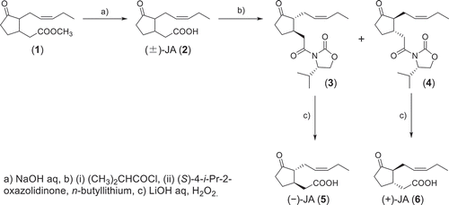 Scheme 1. Optical resolution of racemic JA.