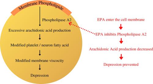 Figure 2 The proposed mechanism of EPA in inhibiting phospholipase A2 and preventing depression.