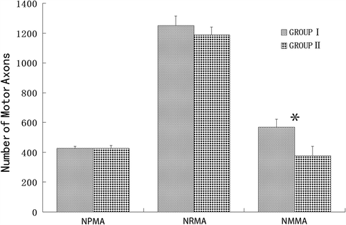 Figure 3. A comparison of the different numbers of parent motor axons in the proximal stump and regenerating motor axons in the distal stump and saphenous nerve stump for Group I and Group II. NPMA: the number of parent motor axons; NRMA: the number of regenerating motor axons; NMMA: the number of misrouting motor axons. Neither the number of parent motor axons nor the regenerating motor axons exhibited a significant difference between Group I and Group II. The number of misrouting motor axons in the saphenous nerve for Group I is significantly more than Group II.