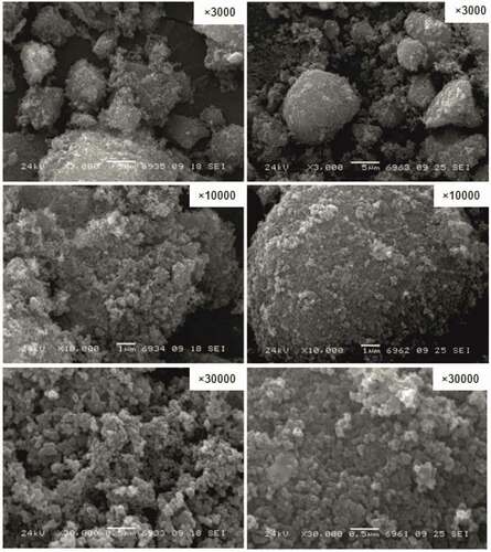 Figure 5. SEM images of the carbonaceous material sample (on the example of sample 2/C).