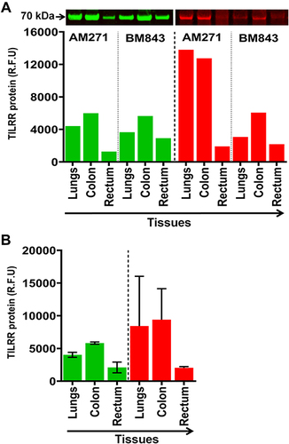 Figure 2 TILRR protein expression in normal Cynomolgus monkey tissues. (A) Tissue lysates (5.0 µg/lane proteins) were examined by Western blot (green color, left) and Coomassie blue staining (red color, right). TILRR protein was probed by primary mouse anti-TILRR F218G4 mAb followed by secondary goat anti-mouse IRDye 800CW antibody (1:10,000; LI-COR). TILRR protein bands (70 kDa, green color, cropped) are shown on the top of the bar graph (Figure S1C shows the un-cropped blot image). Untransferred proteins in the gel after iBlot transfer were stained with Coomassie blue staining (G-250, Bio-Rad) and the protein bands (~70 kDa, red color, cropped) are shown on the top of the bar graph (Figure S1D shows the un-cropped gel). The bar graph indicates the TILRR protein intensity (R.F.U) for each tissue lysate (n=1). (B) TILRR protein intensity (R.F.U) (median with interquartile range [IQR]) of each tissue cell lysate observed in two cynomolgus monkeys (n=2). The X-axis represents the normal Cynomolgus monkey tissue cell lysates and Y-axis shows the signal intensity (R.F.U). AM271 and BM843 are the monkeys’ identification numbers. kDa, kiloDalton; RFU, relative fluorescence units; n= number of subjects.