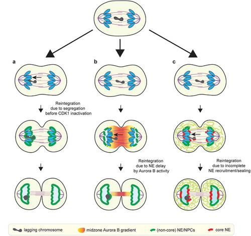 Figure 3. Proposed checkpoint-dependent and checkpoint-independent mechanisms to prevent micronucleation. (a) Lagging chromosome may reintegrate into the main chromosome mass before the main chromosome mass acquires nuclear membrane (checkpoint-independent). (b) Lagging chromosome may reintegrate due to the NE assembly delay induced by the midzone Aurora B activity, as postulated by the chromosome separation checkpoint. (c) Lagging chromosome may integrate due to delayed membrane recruitment/sealing adjacent to the spindle due to the initial ER exclusion from the spindle (checkpoint-independent)