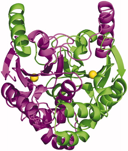 Figure 5. Dimeric structure of TvaCA1, with one monomer coloured in magenta and the other in green. The catalytic zinc ions are depicted as yellow spheres.