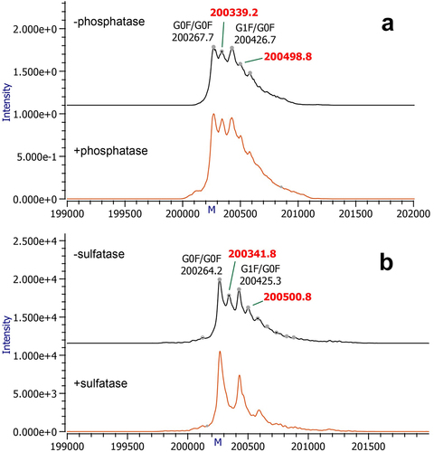 Figure 1. Deconvoluted mass spectra of intact mAb-X before (top) and after (bottom) incubation with lambda phosphatase (a) and abalone sulfatase (b). The ~ 80 Da mass adduct is only eliminated following the sulfatase treatment.