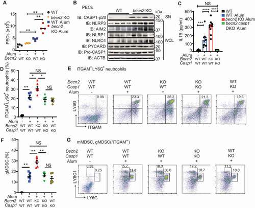Figure 7. Loss of BECN2 exacerbates alum-induced peritoneal inflammation. (A, B) WT and becn2 KO mice were i.p. injected with alum (700 μg). The peritoneal exudate cells (PECs) were collected 12 h after injection. (A) Absolute numbers of PECs recruited to the peritoneum were counted (n = 4). (B) Protein levels of pro-CASP1 and inflammasome sensors in whole cell lysates (WCL) and cleaved CASP1 in SN of PECs at 12 h post-ex vivo culture was detected by immunoblot using indicated antibodies. (C-G) WT, becn2 KO and becn2: casp1 DKO mice were i.p. injected with alum (700 μg). IL1B production in peritoneal lavage obtained at 12 h post-injection was determined by ELISA (C). Data are mean ± s.e.m. of three independent experiments. Percentage of ITGAM+ LY6G+ neutrophils (D and E), monocytic (mMDSC, ITGAM+ LY6C1high LY6Glow) and granulocytic (gMDSC, ITGAM+ LY6C1int LY6Ghigh) subsets of myeloid-derived suppressor cells (F and G) recruited to the peritoneum were analyzed by flow cytometry. Statistical differences between groups were calculated using 1-way ANOVA with Tukey’s multiple comparison test. *P < 0.05, **P < 0.01, ***P < 0.001, ****P < 0.0001.