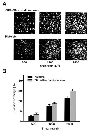 Figure 1. Interaction of rGPIa/IIa-Ibα-liposomes with platelets on the collagen surface depends on the shear rate. Images were obtained after a 3-min perfusion of a mixture of liposomes (4.0 × 105/μl) and platelets (1.0 × 105/μl) on the surface at a hematocrit of 37.5%, soluble vWf concentration of 10 μg/ml, 2 mM Mg2+, 37°C, and various shear rates as indicated. Exofacial concentration of rGPIa/IIa and rGPIbα was 1.0 and 0.70 μg/ml, respectively. Values are the mean ± standard deviation, n = 6.
