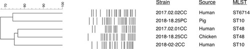 Figure 1 Dendrogram of pulsed-field gel patterns of isolates from human and livestock.