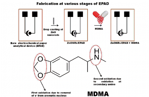 Scheme 2. Representation of fabrication of various stages of EPAD and oxidation of MDMA.