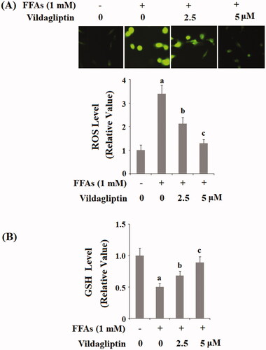 Figure 2. Vildagliptin suppresses FFA-induced endothelial generation of reactive oxygen species (ROS) and reduction of glutathione (GSH). (A). Intracellular ROS was determined by DCFH-DA; (B). Intracellular GSH levels. Human umbilical vein endothelial cells (HUVECs) were treated with high FFAs (1 mM) in the presence or absence of vildagliptin (2.5, 5 μM) for 48 h (a, b, c, p < .01 vs. previous column group).