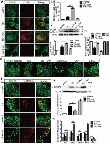 Figure 3. Autophagy inhibits apoptosis and promotes the survival of SGNs after cisplatin injury in vitro. The cultured cochlear SGNs were pretreated with RAP (0.1 μM) or 3-MA (5 mM) for 6 h and then co-treated with 50 μM cisplatin for 48 h. (A and B) Immunostaining and quantification showed that the number of LC3B puncta (red) was significantly increased in the Cis + RAP group and decreased in the Cis + 3-MA group compared with cisplatin treatment alone. Scale bars: 5 μm. (C) The LC3B-II protein expression was significantly increased in the Cis + RAP group and decreased in the Cis + 3-MA group compared with cisplatin treatment alone. (D and E) SGN counting showed that RAP co-treatment promoted SGN survival compared with cisplatin exposure alone, while 3-MA accelerated SGN loss after cisplatin injury, and the number of SGNs was not significantly changed when cells were treated with 0.1 μM RAP or 5 mM 3-MA alone without cisplatin. Scale bars: 25 μm. (F and G) Fewer cleaved-CASP3-positive SGNs and lower protein levels of cleaved-CASP3were found in the Cis + RAP group, whereas the 3-MA co-treated SGNs had significantly more cleaved-CASP3-positive SGNs and higher cleaved-CASP3 protein expression compared with the cisplatin-only group. Scale bars: 25 μm. (H) The mRNA expression of Casp3, Casp8, Casp9, and Bax was significantly reduced in the Cis + RAP group and was significantly increased in the Cis + 3-MA SGNs compared to the cisplatin-only group, while the lower mRNA expression of the antiapoptotic gene Bcl-2 was enhanced in the Cis + RAP group. C-CASP3, cleaved-CASP3. n = 6 for each subgroup. All data are presented as the mean ± SEM, * P < 0.05, ** P < 0.01, *** P < 0.001