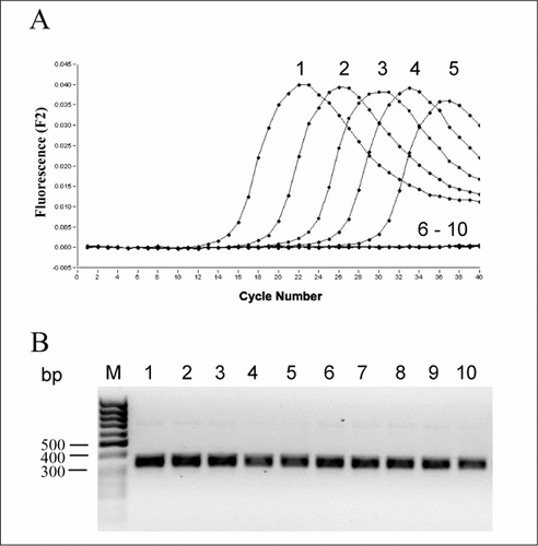 Figure 2. Sensitivity and specificity of locked nucleic acid (LNA) hybridization/fluorescent resonance emission transfer (FRET) probes specific for the Bacteroides genus.(A) Fluorescent signal generation using 100 ng (lane1), 10 ng (lane 2), 1 ng (lane 3), 0.1 ng (lane 4), and 0.01 ng (lane 5) of Bacteroides thetaiotaomicron DNA. To control specificity 100 ng DNA of Klebsiella planticola (lane 6), Enterococcus faecalis (lane 7), Bacillus cereus (lane 8), Clostridium sporogenes (lane 9), and Bifidobacterium longum (lane 10) were used. (B) Successful amplification was shown by agarose gel electrophoresis.