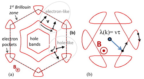 Figure 3. (a) Effect of Fermi line curvature on response of holes to B, applied along the c-axis of the hexagonal crystal. In some directions, the holes rotate clockwise and in others counterclockwise. (b) Mean free path, λ, of holes from (a). The net effect is determined by subtracting the areas of the outer loops from the area of the inner hexagon.