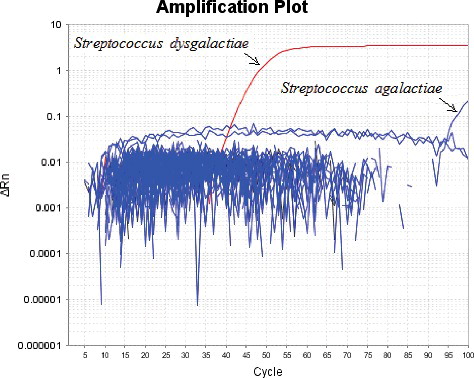 Figure 1. Specificity of the developed LAMP assay with primers targeting the 16S–23S rRNA intergenic spacer of S. dysgalactiae.