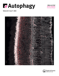 Cover image for Autophagy, Volume 20, Issue 7, 2024