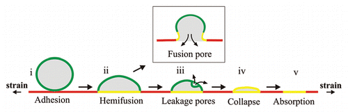 Figure 1 Schematic of the absorption of a giant vesicle (green) into laterally stretched supported bilayer (red). The process passes through the stages (i) adhesion, (ii) hemifusion of the membranes in the contacting area (yellow zones), (iii) pore formation on the unadhered portion of the vesicle membrane and consequent content leakage, (iv) collapse of the vesicle and (vi) final absorption, and as such differs from the commonly observed fusion mechanism through the formation of a fusion pore (inset).