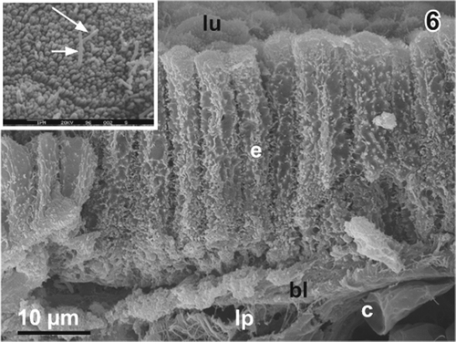 Figure 6. Columnar epithelium of the gallbladder of adult male Xenopus laevis Daudin. Scanning electron micrograph of a critical point dried fractured gallbladder. Note the strong ruffling of the lateral surfaces of the columnar epithelial cells (e). Inset. Polygonal apical surface of a columnar epithelial cell with a dense coat of short microvilli and two long central microvilli (arrows). bl basal lamina, c capillary, lp lamina propria, lu lumen of gallbladder.