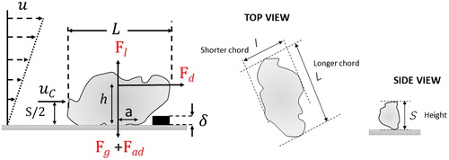 Figure 1. For spherical particles, all the three dimensions (S, I, and, L) are equal. The long dimension is aligned with the flow direction in this diagram. For irregular particles, the dimensions vary depending on their orientation, elongation, and sphericity.