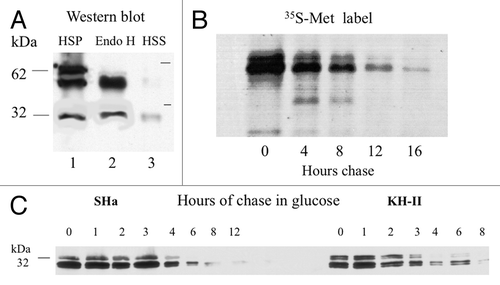 Figure 6. Effects of A3V, R136D, P102L, K106D, K110D and TSE25 mutations on translocation of MH2M fusions. (A) Cells expressing the indicated mutants of MH2M-HAh9βla were converted to spheroplasts, gently lysed, and microsomal membranes (3000 g supernatants, 250 000 g pellets) were isolated. Proteins were detected by western blot, using anti-β-lactamase serum after no treatment (lanes 1, 4, 7, 10, 13, 16), after exposure to protease K (lanes 2, 5, 8, 11, 14, 17), or after subsequent hydrolysis with endoglycosidase H (lanes 3, 6, 9, 12, 15, 18). β-lactamase released by protease K is detected as a 29 kDa species. (B) Cells expressing the indicated mutants of MH2M-HAh6 were broken with glass beads and proteins in the low speed supernatant were detected by western blot using anti-HA monoclonal antibody. Lanes 19–23 are all derived from the same blot. Lane 24 is from a separate blot run under identical conditions.