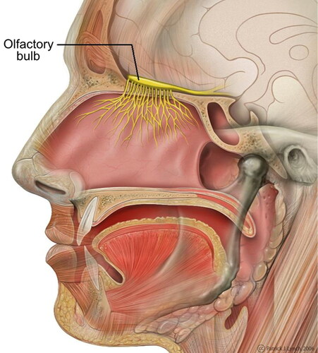 Figure 1. Human nasal cavity with the olfactory bulb (Patrick J. Lynch, medical illustrator (labeled by was_a_bee). Head olfactory nerve – olfactory bulb en, CC BY 2.5).